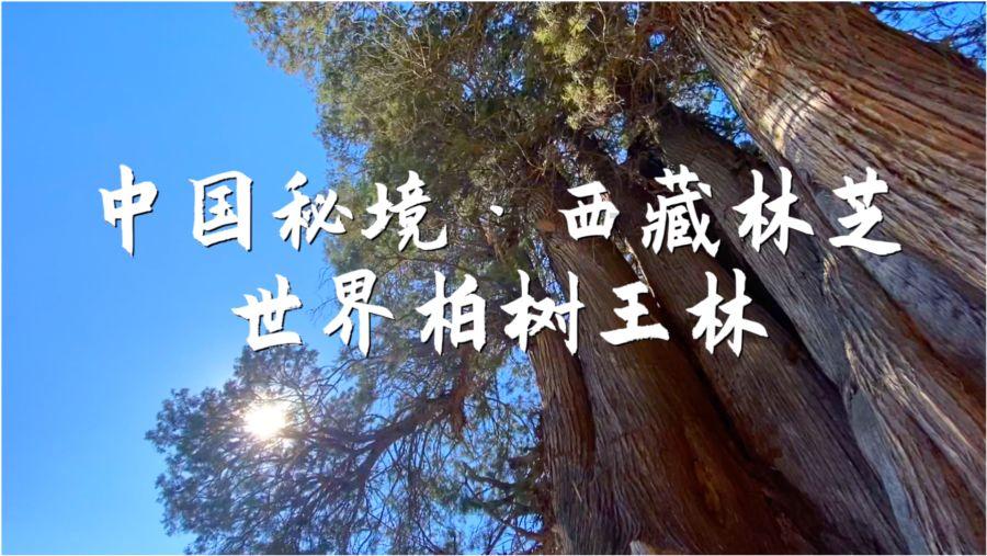 可爱的小孔雀救援